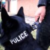 Tactical Shit Heavy Duty Working K-9 Collar - Image 2