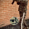 Warlord Ind Tactical Track Suit Jungle Tiger Stripe